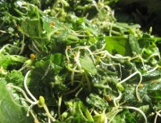 sprout_salad